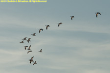 geese flying in